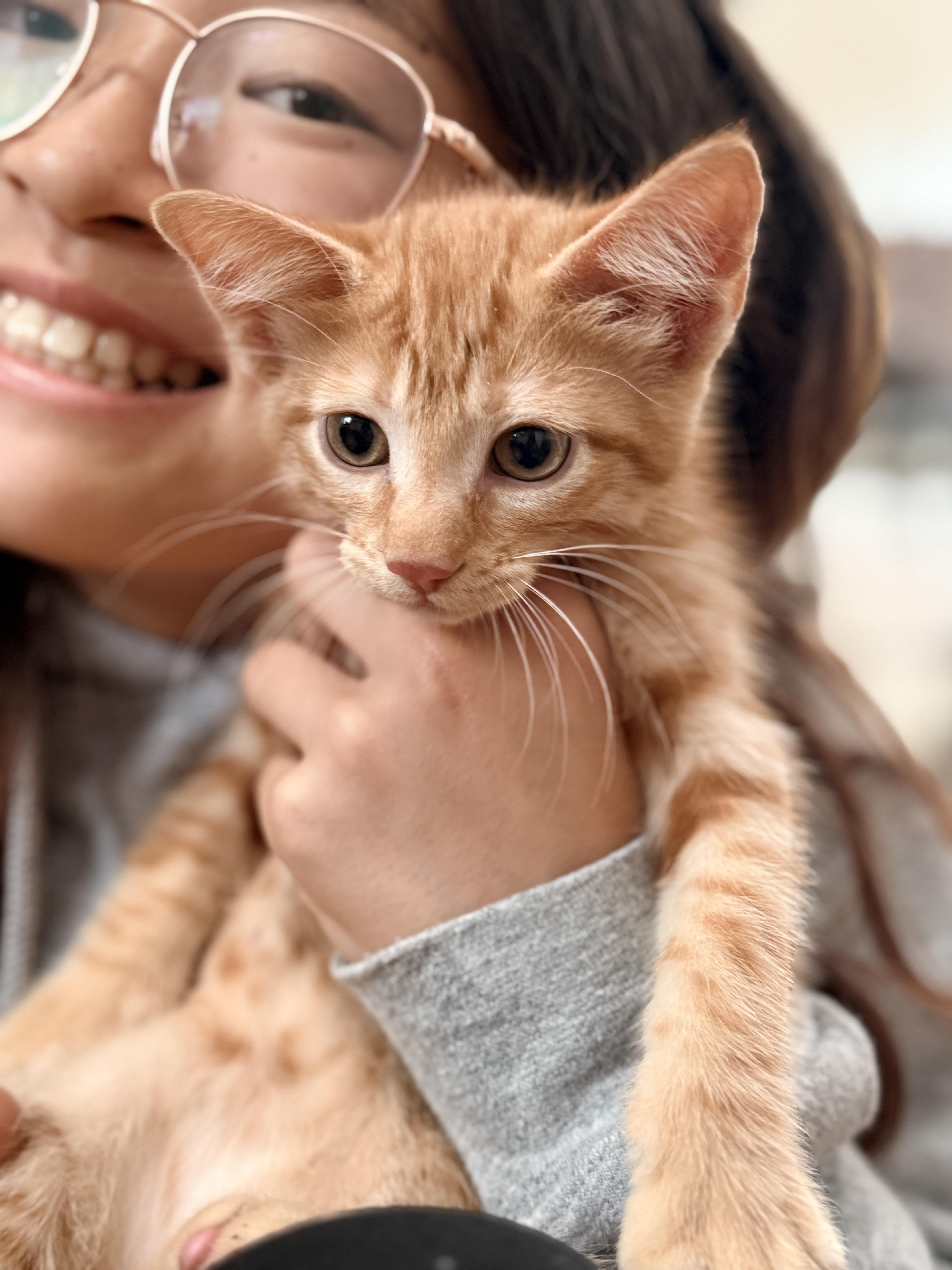 A baby medium-sized male Orange & White Domestic Short Hair cat named Carl for adoption in Columbia, MD