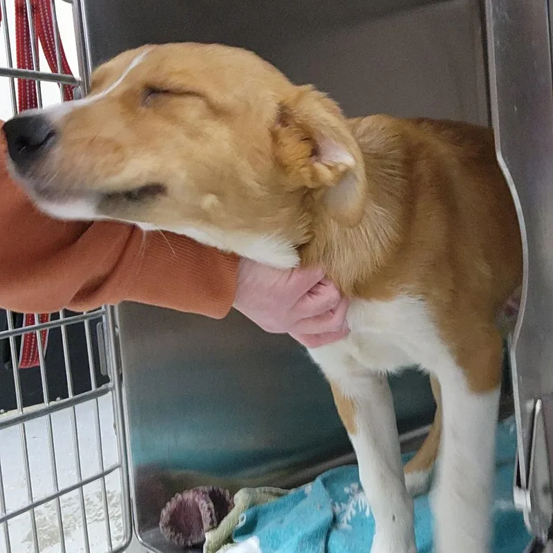 A baby small-sized male Yellow / Tan / Blond / Fawn Mixed Breed dog named Bourbon for adoption in Grand Rapids, MI