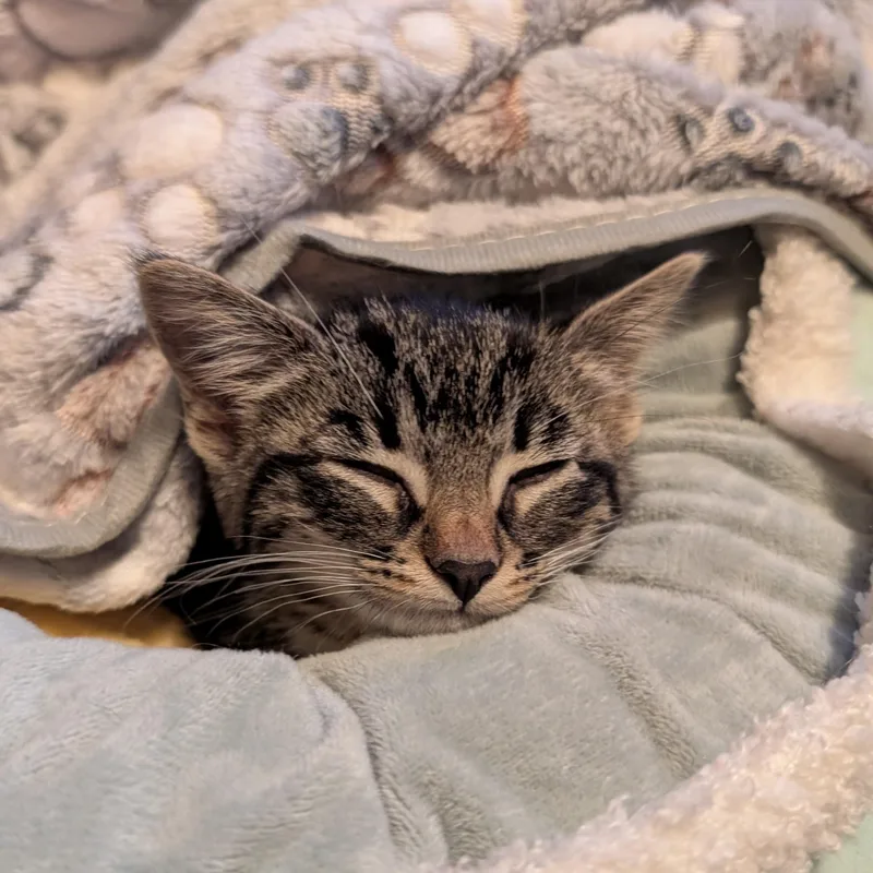A baby medium-sized female Tabby (Brown / Chocolate) Domestic Short Hair cat named Emilia for adoption in Grayslake, IL