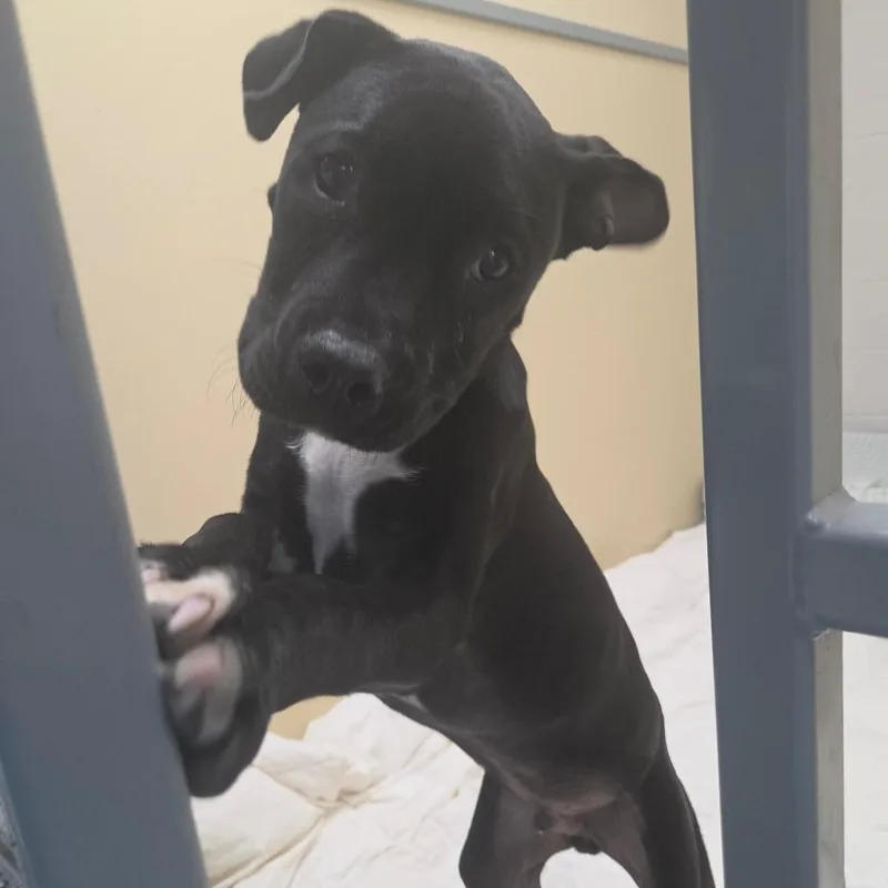 A baby medium-sized male Black Mixed Breed dog named Ditto for adoption in Binghamton, NY