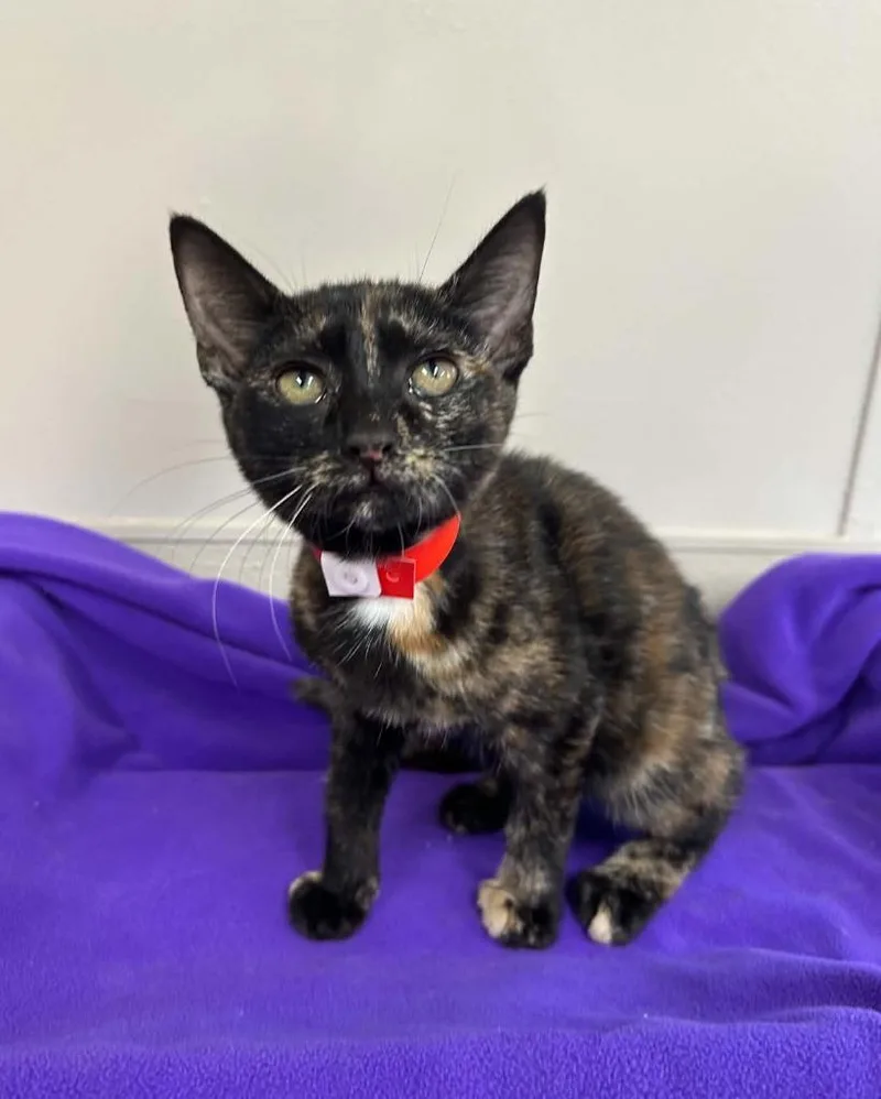 A baby small-sized female Domestic Short Hair cat named Yzma for adoption in Lavonia, GA