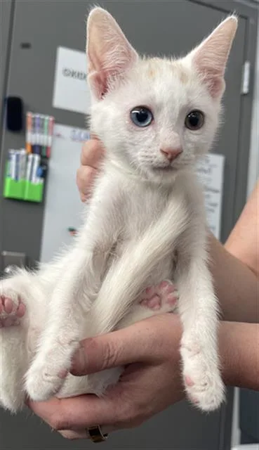 A baby medium-sized male Domestic Short Hair cat named Sid for adoption in Dallas, TX