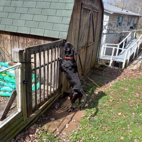 An adult large-sized male Black American Staffordshire Terrier dog named Lickey Mickey for adoption in Newport, TN