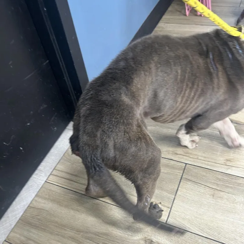 An adult medium-sized male Gray / Blue / Silver Pit Bull Terrier dog named Jimbo for adoption in Weimar, CA