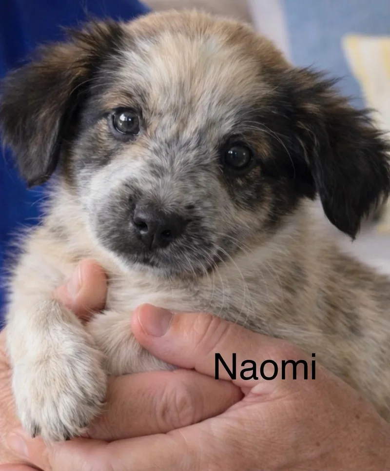 A baby medium-sized female White / Cream Australian Shepherd dog named Naomi for adoption in Irving, TX