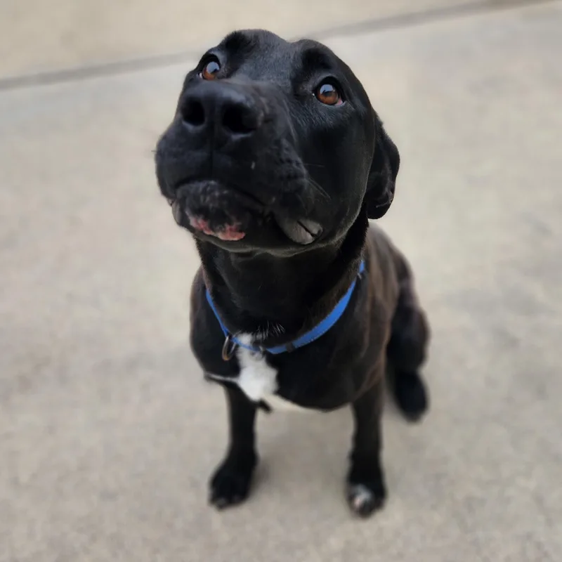 An adult large-sized male Mixed Breed dog named Kenai for adoption in Mount Pleasant, MI