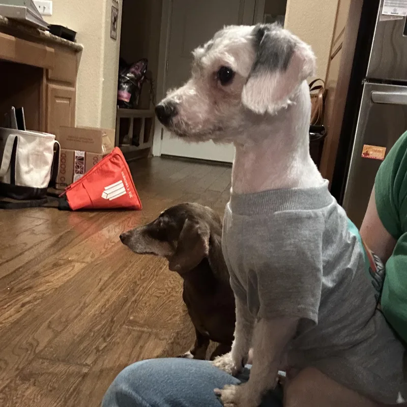 An adult small-sized female White / Cream Miniature Poodle dog named Cleo for adoption in Austin, TX