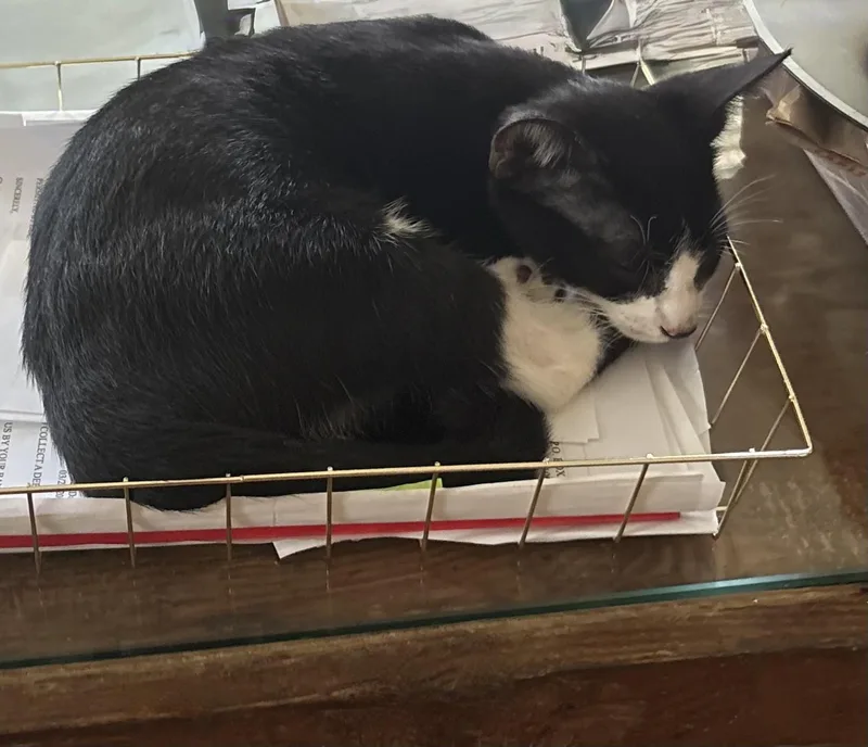 A baby medium-sized male Black & White / Tuxedo Domestic Short Hair cat named Oreo for adoption in Dresher, PA