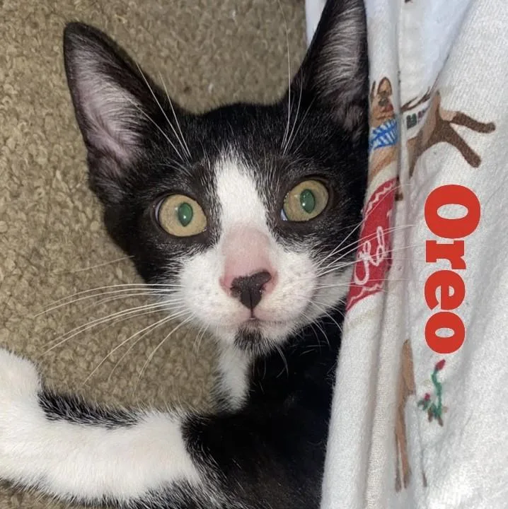 Oreo thumbnail 2