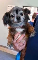 An adult small-sized female Chihuahua dog named Clarice for adoption in Newport, KY