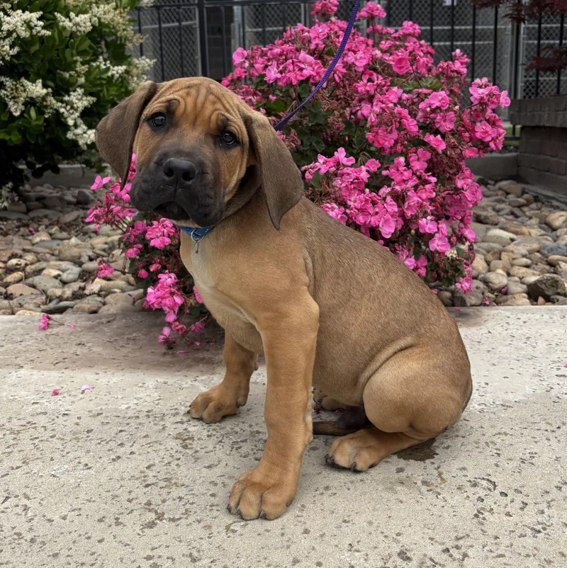 A baby small-sized male Red / Chestnut / Orange Cane Corso dog named Rafael for adoption in Lathrop, CA