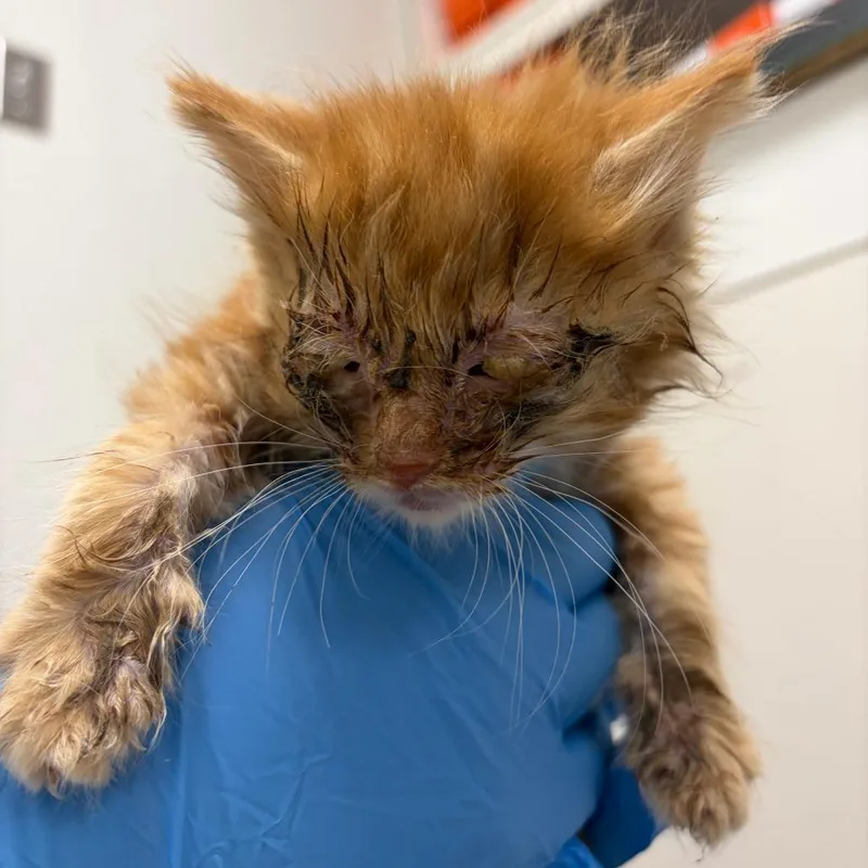 A baby small-sized female Orange / Red Domestic Short Hair cat named 71125 for adoption in Harrisonburg, VA