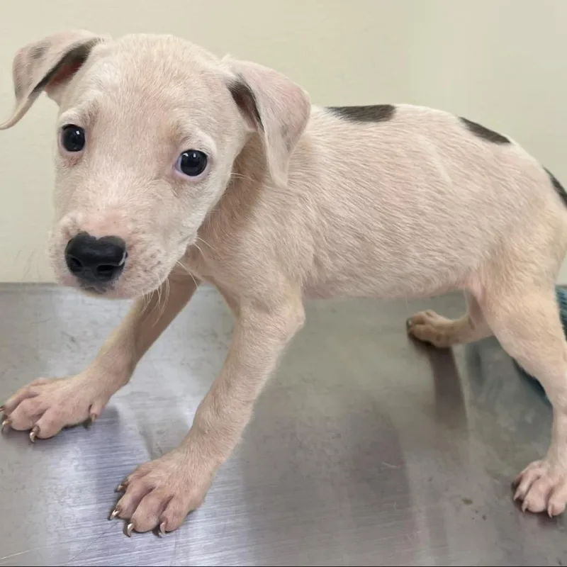 A baby small-sized male Brown / Chocolate Mixed Breed dog named Sleepy for adoption in Madisonville, TN