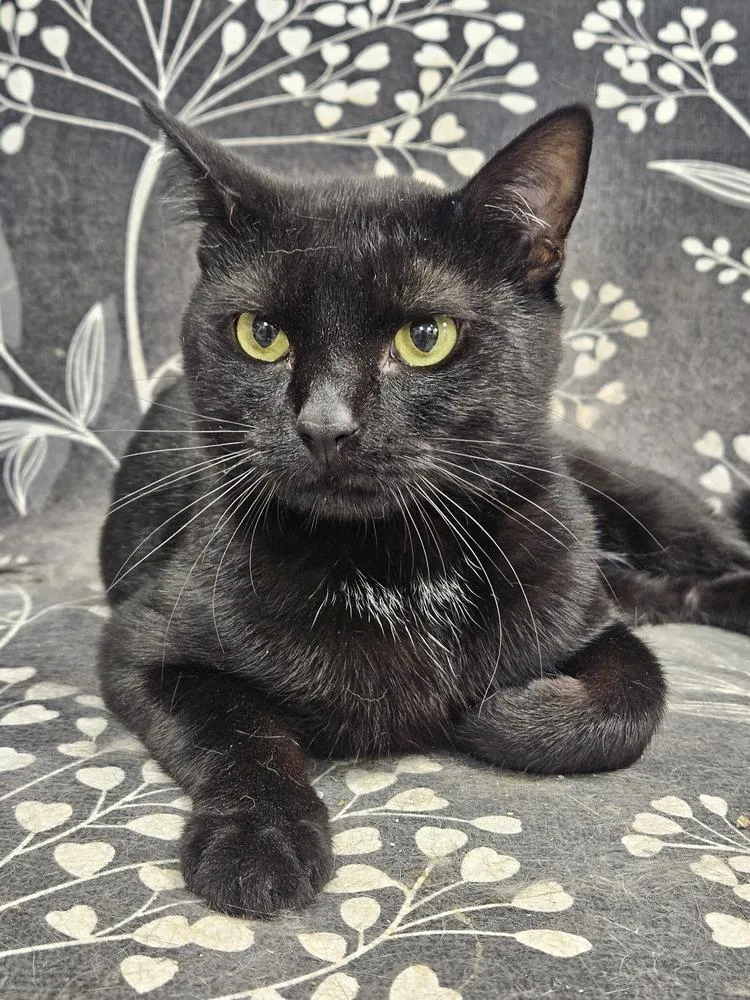 A young medium-sized male Black Domestic Short Hair cat named Velcro for adoption in Greensboro, NC