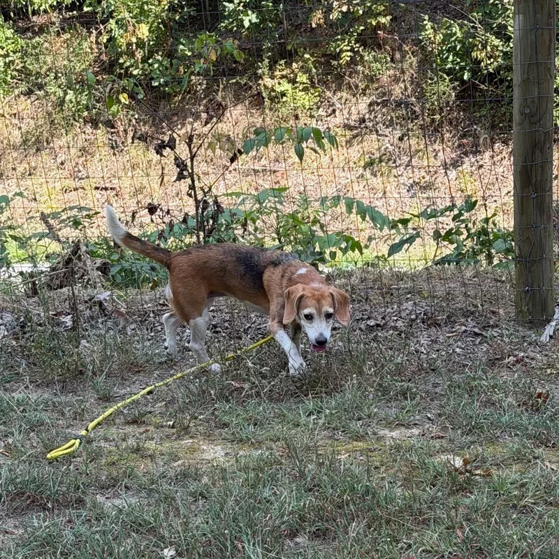 Hazel thumbnail 2