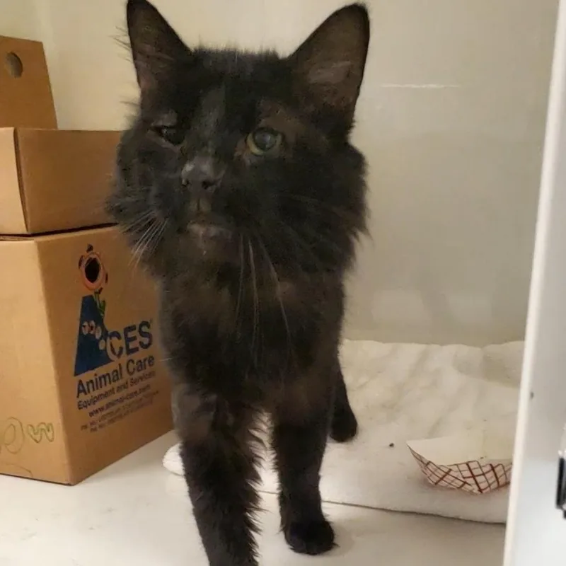 An adult large-sized male Black Domestic Short Hair cat named Hippo for adoption in Novelty, OH