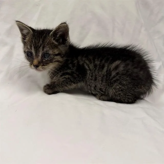 A baby small-sized male Domestic Short Hair cat named Jake for adoption in Ontario, CA