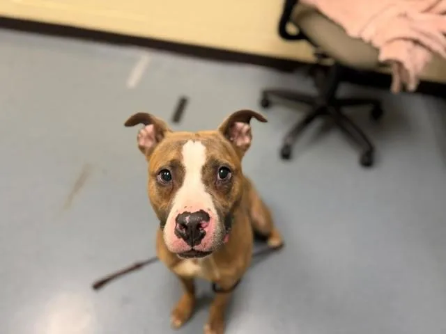 An adult large-sized male Pit Bull Terrier dog named Zeus for adoption in Denver, CO