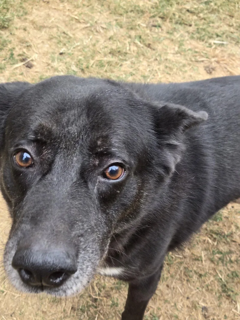 Bullwinkle thumbnail 2