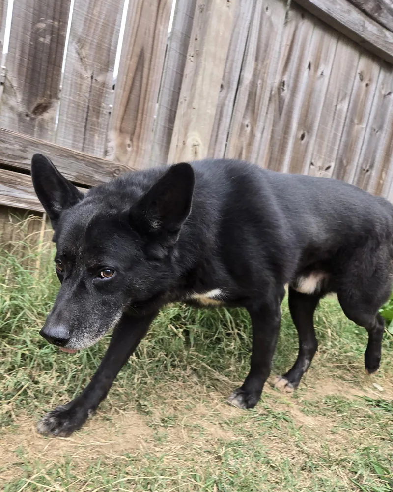 Bullwinkle thumbnail 3