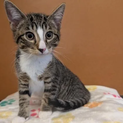 A baby small-sized male Tabby (Brown / Chocolate) Domestic Short Hair cat named Virgil for adoption in Rochester, MN