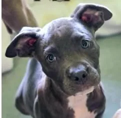 A young large-sized male Pit Bull Terrier dog named Ali for adoption in Kansas City, MO