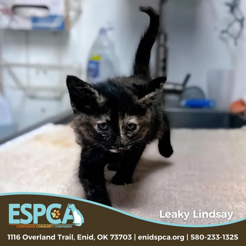 A baby small-sized female Calico Domestic Short Hair cat named Leaky Lindsay for adoption in Enid, OK
