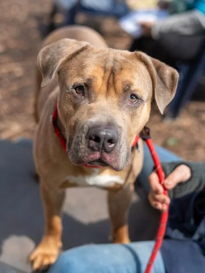 An adult large-sized male Mixed Breed dog named Cullen for adoption in Chamblee, GA