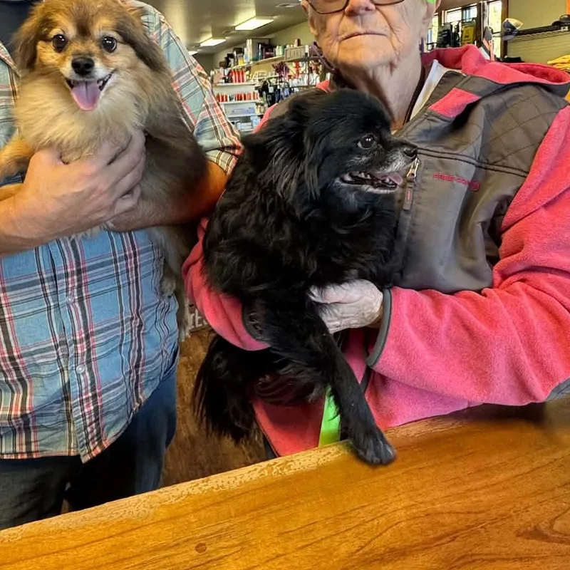 A senior small-sized male Black Pomeranian dog named Denzel and Hercules  for adoption in Polson, MT