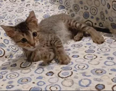 A baby small-sized male Tabby (Brown / Chocolate) Domestic Short Hair cat named Gismo for adoption in Liverpool, TX