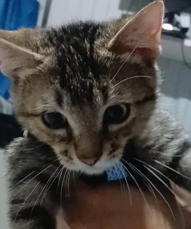Gismo thumbnail 3