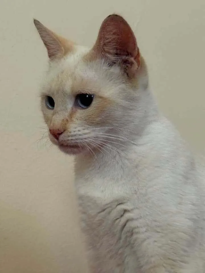 An adult medium-sized female Siamese cat named Persia for adoption in Pinole, CA