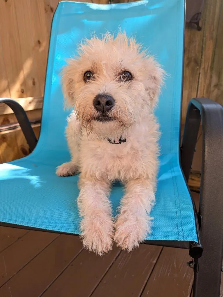 A baby small-sized female Poodle dog named Hellen for adoption in St. Augustine, FL