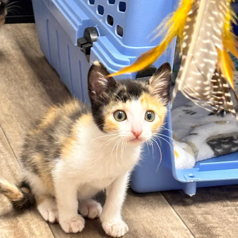 A baby small-sized female Calico Domestic Short Hair cat named Cadet for adoption in Commerce City, CO