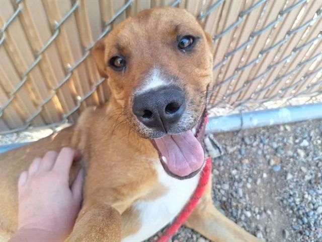 A young large-sized male Labrador Retriever dog named Wiggle Worm for adoption in Phoenix, AZ