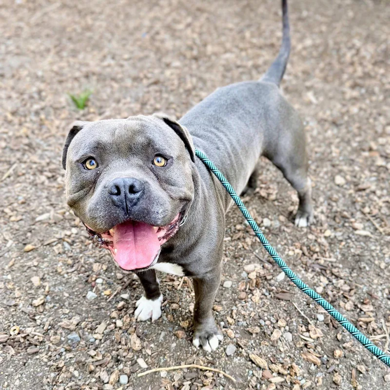 A young large-sized male American Bulldog dog named Boomer for adoption in Oakland, CA