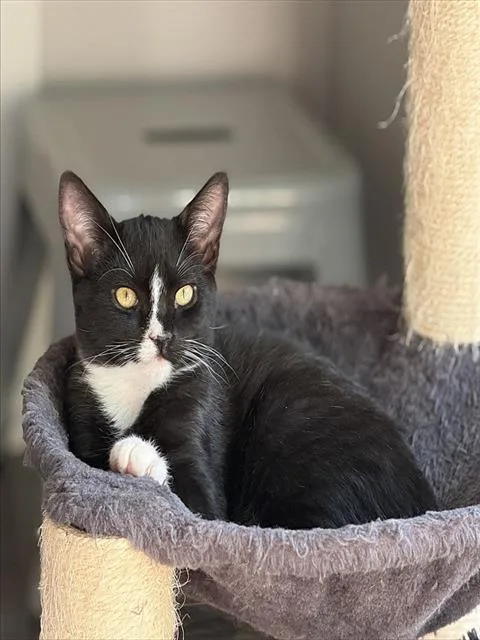 A baby small-sized male Domestic Short Hair cat named Raihn for adoption in Sacramento, CA