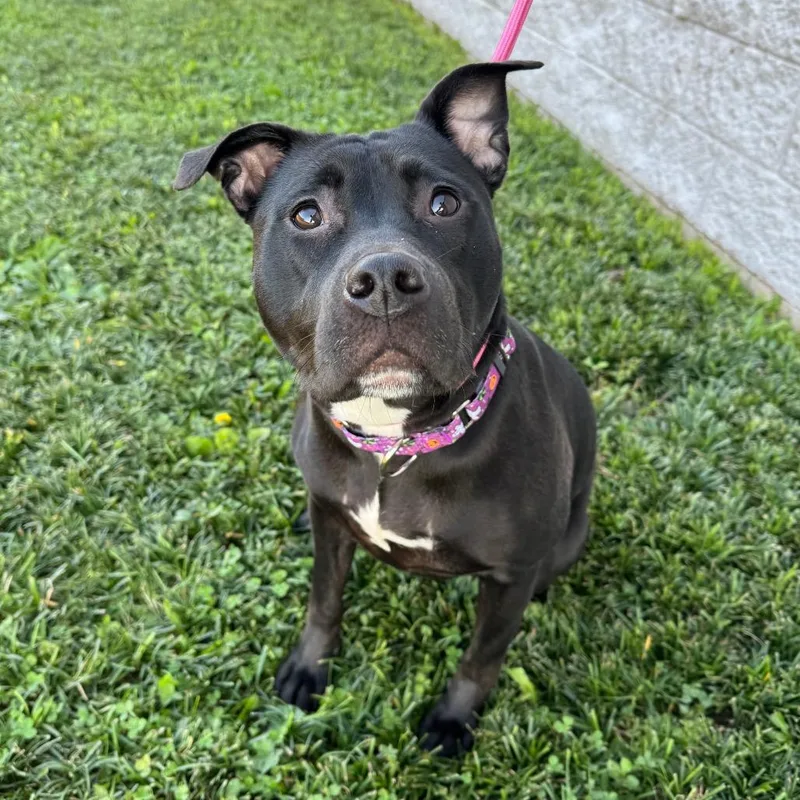 A young medium-sized female Pit Bull Terrier dog named Giggles for adoption in Springboro, OH