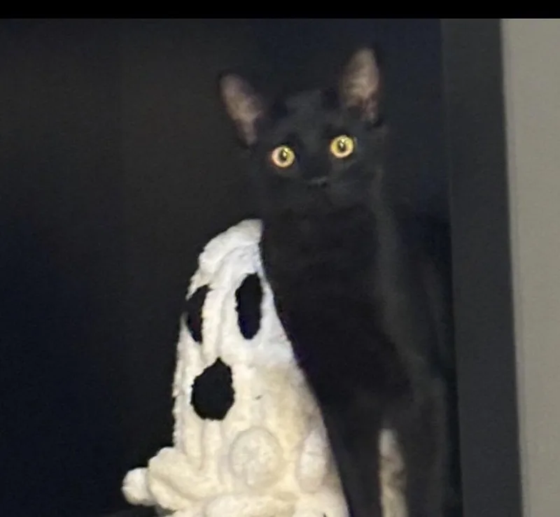 A baby medium-sized female Black Domestic Short Hair cat named Charley for adoption in Walled Lake, MI