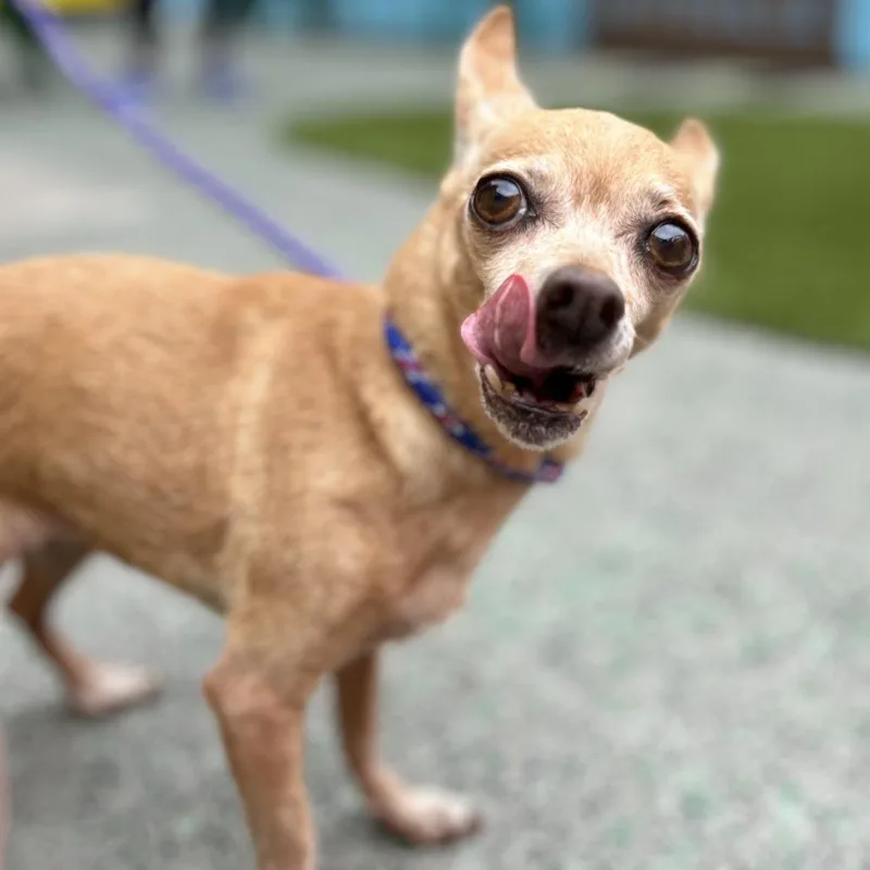 A senior small-sized female Yellow / Tan / Blond / Fawn Chihuahua dog named Ya Ya for adoption in San Francisco, CA