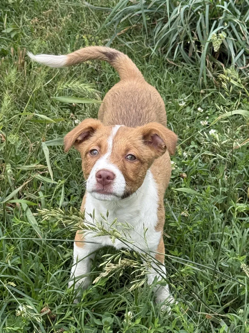 A baby medium-sized female Labrador Retriever dog named Hazelnut for adoption in Nashville, TN
