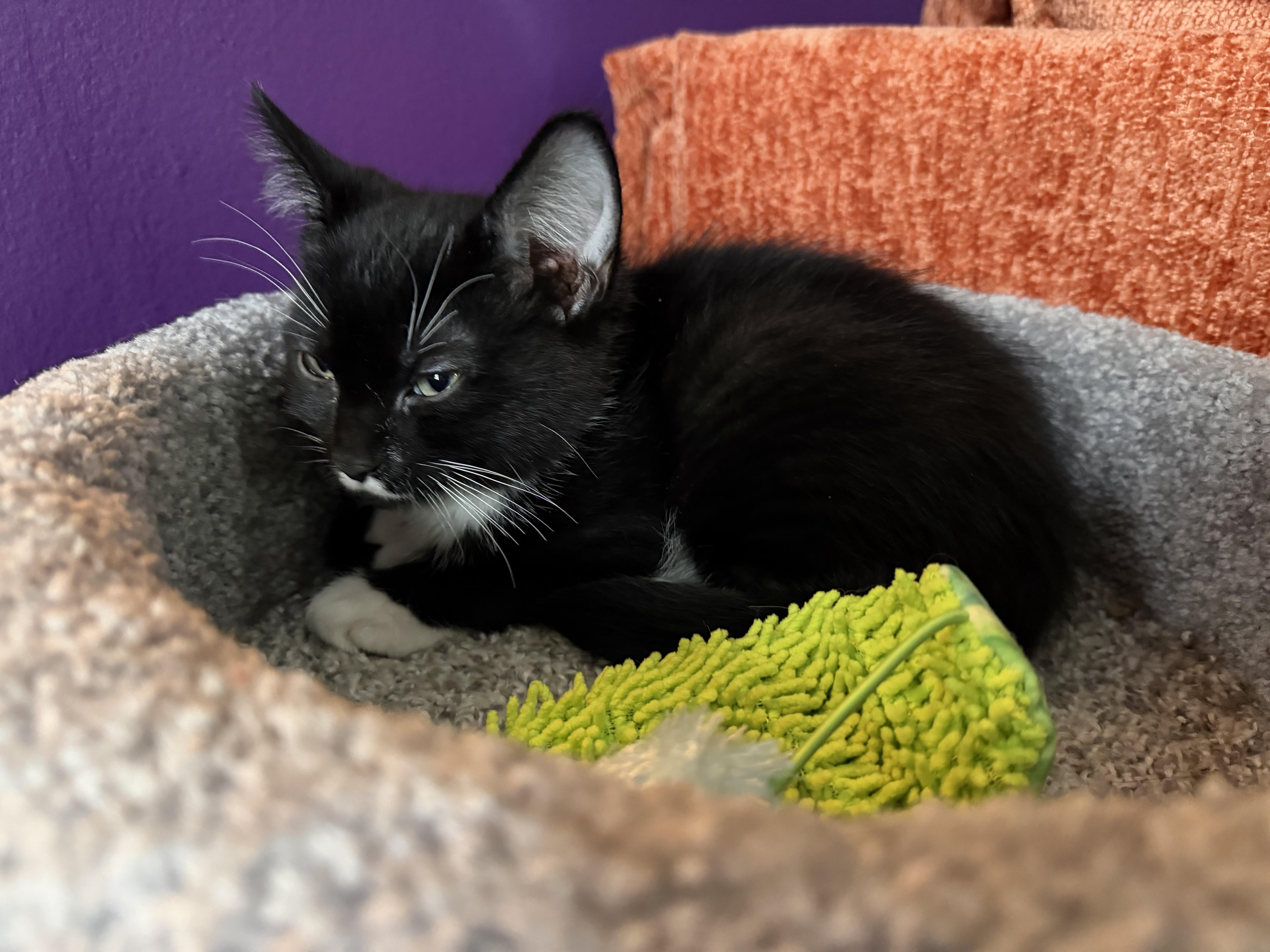 A baby small-sized male American Shorthair cat named Sylvester for adoption in Cincinnati, OH