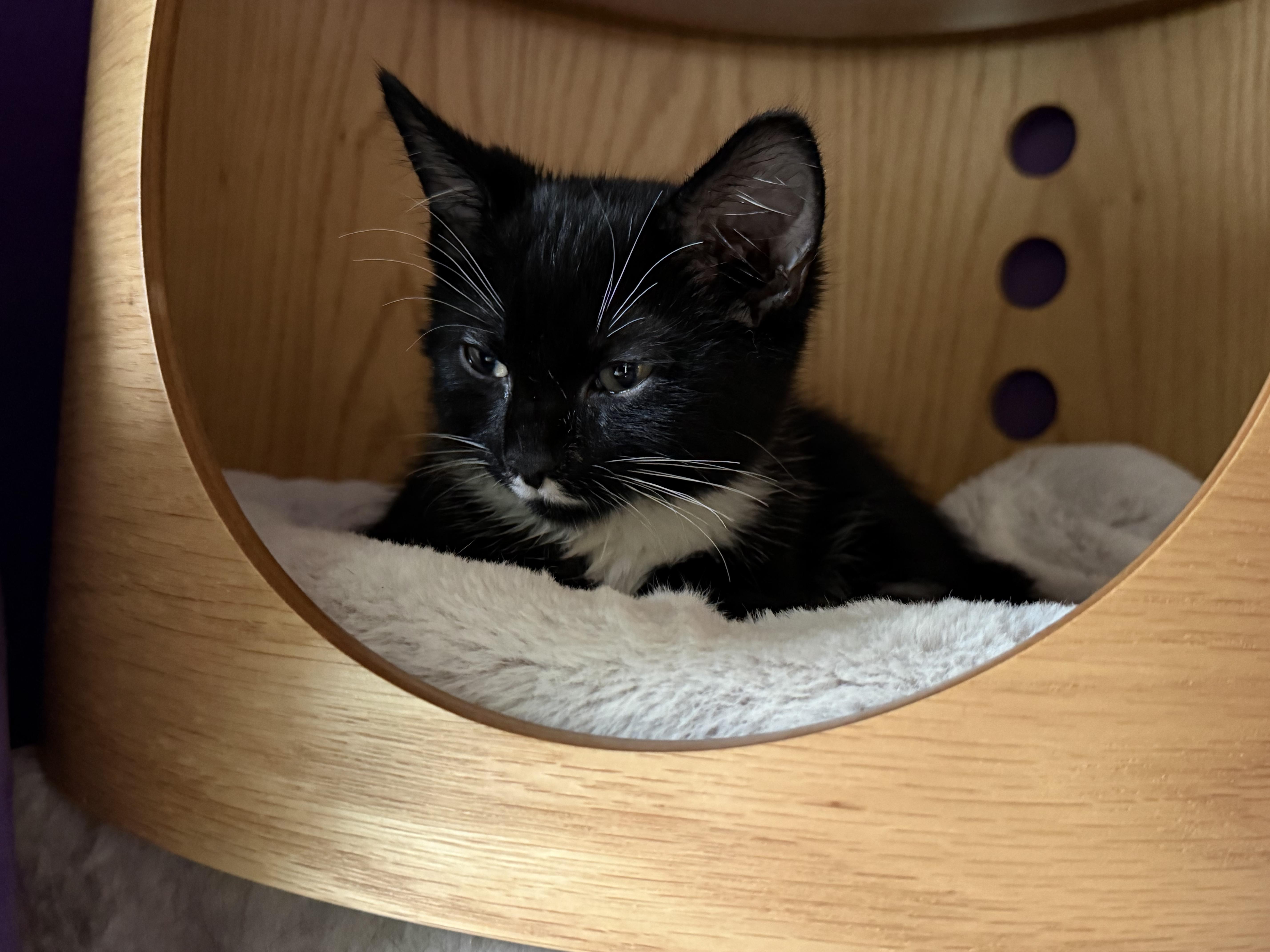 Sylvester thumbnail 3