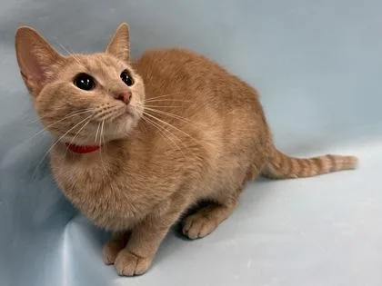 A young small-sized female Domestic Short Hair cat named Piper for adoption in Coon Rapids, MN