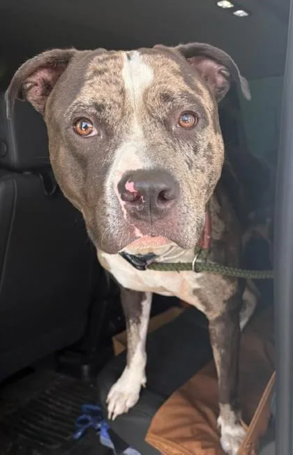An adult large-sized male Mixed Breed dog named Bodine for adoption in Lafayette, IN