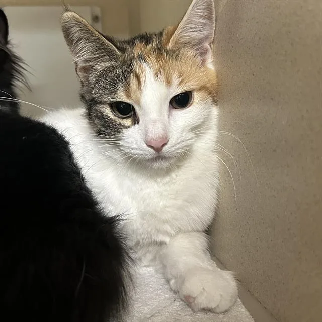 A baby small-sized female Domestic Short Hair cat named Salt for adoption in Denver, CO