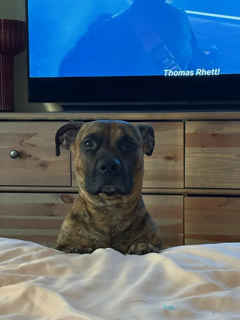 An adult medium-sized male Brindle Mixed Breed dog named Baxter for adoption in Vassalboro, ME