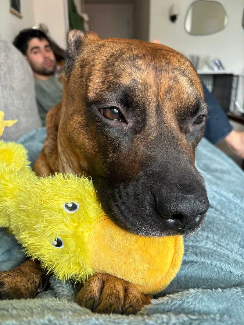 Baxter thumbnail 3