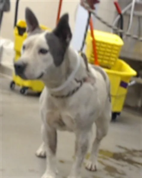 An adult large-sized female Pit Bull Terrier dog named Susy for adoption in Phoenix, AZ