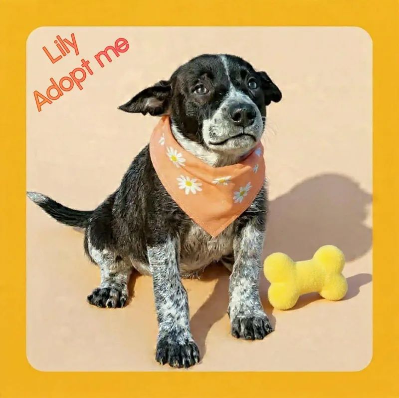 A baby medium-sized female Gray / Blue / Silver Australian Cattle Dog / Blue Heeler dog named Lily for adoption in Grove, OK